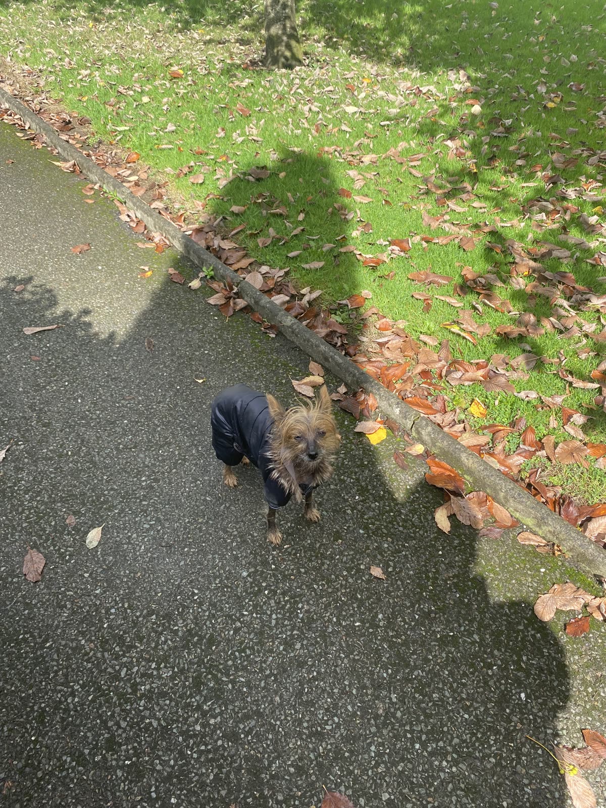 Small dog in the navy coat